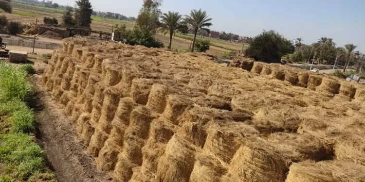 تجميع 457 ألفًا و36 طن قش أرز منذ بداية الحصاد بالشرقية