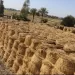 تجميع 457 ألفًا و36 طن قش أرز منذ بداية الحصاد بالشرقية 5 - جريدة الجمهورية تجميع 457 ألفًا و36 طن قش أرز منذ بداية الحصاد بالشرقية