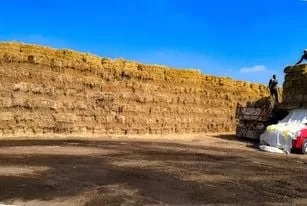 مواجهة السحابة السوداء.. «قش الأرز» بين القانون والاستثمار الأخضر 7 - جريدة الجمهورية WhatsApp Image 2026 01 23 at 8.40.13 PM 2 - جريدة الجمهورية