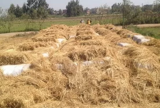 مواجهة السحابة السوداء.. «قش الأرز» بين القانون والاستثمار الأخضر 1 - جريدة الجمهورية مواجهة السحابة السوداء.. «قش الأرز» بين القانون والاستثمار الأخضر