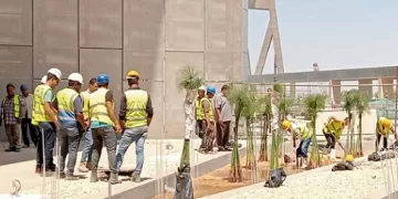 «بردي الشرقية» يزهر في قلب المتحف المصري الكبير ويجسّد رمز الكتابة الأولى بالتاريخ