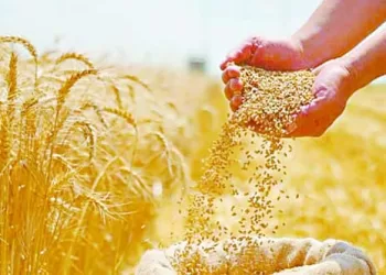 غذاء المصريين فى أمان