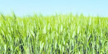 الزمالك يعد بمكافآت كبيرة