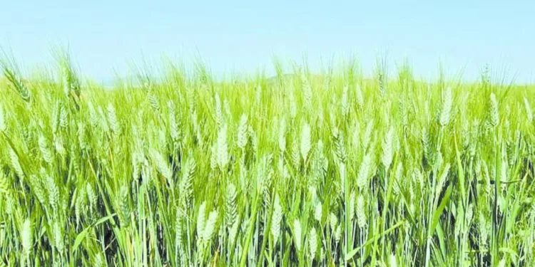 الزمالك يعد بمكافآت كبيرة