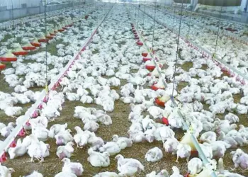 الزمالك يستضيف زيسكو الزامبى  فى أولى مباريات الكونفدرالية