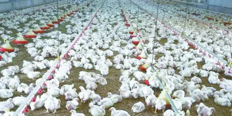 إحياء البتلو «الزراعة»: طفرة فى إنتاج مصر من اللحوم والألبان 1 - جريدة الجمهورية الزمالك يستضيف زيسكو الزامبى فى أولى مباريات الكونفدرالية