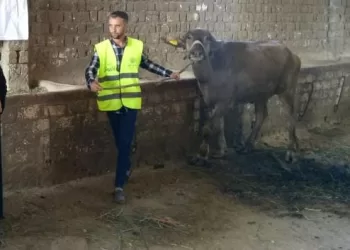 تسليم 2641 رأس ماشية للأسر الأولى بالرعاية في الشرقية 5 - جريدة الجمهورية تسليم 2641 رأس ماشية للأسر الأولى بالرعاية في الشرقية