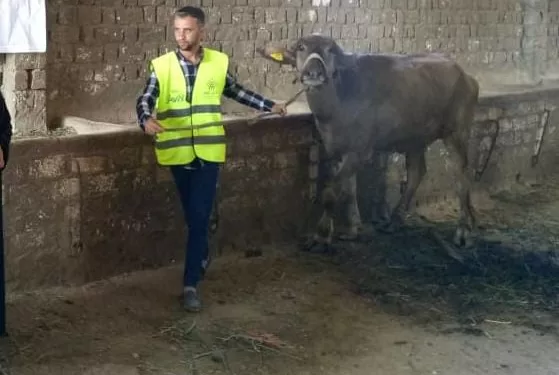 تسليم 2641 رأس ماشية للأسر الأولى بالرعاية في الشرقية