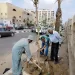 استمرار مبادرة «100 مليون شجرة» بمدن الشرقية