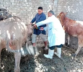 بدء تحصين مليون و200 ألف رأس ماشية بـمراكز وقرى الشرقية