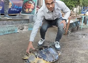 بيئة السويس تعيد سلحفاة بحرية نادرة إلى المياه بعد العثور عليها في محل أسماك