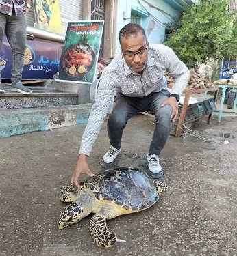 بيئة السويس تعيد سلحفاة بحرية نادرة إلى المياه بعد العثور عليها في محل أسماك