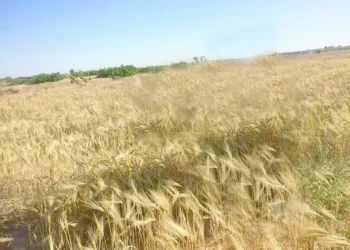 فى مطروح مياه الأمطار.. تنمية و خير