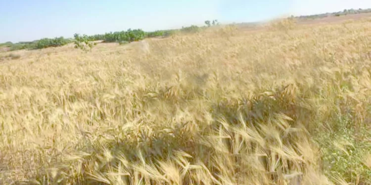 فى مطروح مياه الأمطار.. تنمية و خير