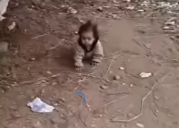 ضبط ربة المنزل تركت اطفالها فى زراعات الشرقية 3 - جريدة الجمهورية ضبط ربة المنزل تركت اطفالها فى زراعات الشرقية