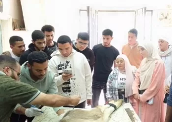 بدء إستقبال الماشيه المرضيه بكلية طب بيطري بني سويف 