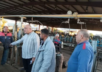 ضبط نصف طن لحم مفروم و158 مخالفة تموينية في الدقهلية 14 - جريدة الجمهورية ضبط نصف طن لحم مفروم و158 مخالفة تموينية في الدقهلية