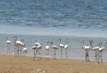 عودة أسراب الفلامنجو المهاجرة لبحيرة قارون