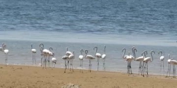 عودة أسراب الفلامنجو المهاجرة لبحيرة قارون