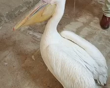 «البيئة» تواصل حملاتها المكثفة بالسويس وجنوب سيناء وتصادر طيور بجع من محال بيع الأسماك