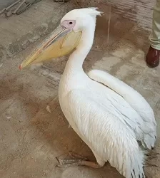 «البيئة» تواصل حملاتها المكثفة بالسويس وجنوب سيناء وتصادر طيور بجع من محال بيع الأسماك