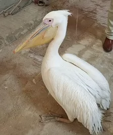 «البيئة» تواصل حملاتها المكثفة بالسويس وجنوب سيناء وتصادر طيور بجع من محال بيع الأسماك 1 - جريدة الجمهورية «البيئة» تواصل حملاتها المكثفة بالسويس وجنوب سيناء وتصادر طيور بجع من محال بيع الأسماك