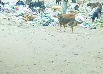 هل ينتهى «كابوس الكلاب الضالة»؟ 3 - جريدة الجمهورية الأزمات المالية.. تتواصل