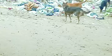 الأزمات المالية.. تتواصل