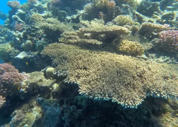قرار لـ د. مدبولي بإعلان «الحيد المرجاني العظيم» بالبحر الأحمر محمية طبيعية بحرية