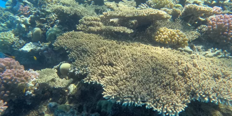 قرار لـ د. مدبولي بإعلان «الحيد المرجاني العظيم» بالبحر الأحمر محمية طبيعية بحرية 1 - جريدة الجمهورية قرار لـ د. مدبولي بإعلان «الحيد المرجاني العظيم» بالبحر الأحمر محمية طبيعية بحرية