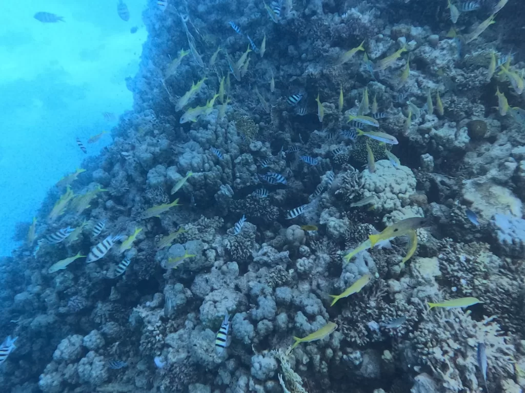قرار لـ د. مدبولي بإعلان «الحيد المرجاني العظيم» بالبحر الأحمر محمية طبيعية بحرية 3 - جريدة الجمهورية WhatsApp Image 2025 12 04 at 1.22.55 PM - جريدة الجمهورية