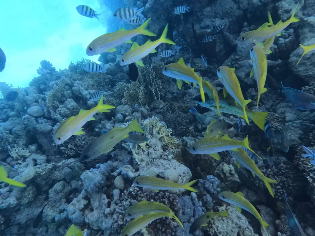قرار لـ د. مدبولي بإعلان «الحيد المرجاني العظيم» بالبحر الأحمر محمية طبيعية بحرية 4 - جريدة الجمهورية WhatsApp Image 2025 12 04 at 1.22.56 PM - جريدة الجمهورية