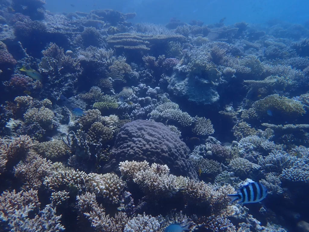 قرار لـ د. مدبولي بإعلان «الحيد المرجاني العظيم» بالبحر الأحمر محمية طبيعية بحرية 7 - جريدة الجمهورية WhatsApp Image 2025 12 04 at 1.22.59 PM - جريدة الجمهورية