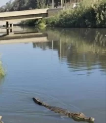 التمساح الهارب في مصرف بلبيس.. عملية البحث مستمرة واللغز باقٍ 2 - جريدة الجمهورية التمساح الهارب في مصرف بلبيس.. عملية البحث مستمرة واللغز باقٍ