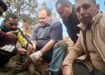 بعد 7 أيام من البحث: نجاح اصطياد «تمساح الزوامل» بالشرقية 3 - جريدة الجمهورية بعد 7 أيام من البحث: نجاح اصطياد «تمساح الزوامل» بالشرقية