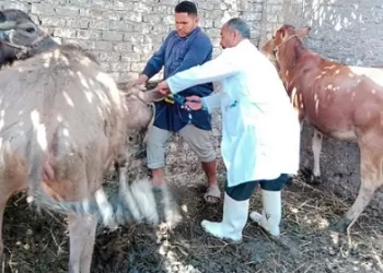 بيطري الشرقية: ضبط 93 طن لحوم غير صالحة وتحصين أكثر من مليون رأس ماشية 17 - جريدة الجمهورية بيطري الشرقية: ضبط 93 طن لحوم غير صالحة وتحصين أكثر من مليون رأس ماشية