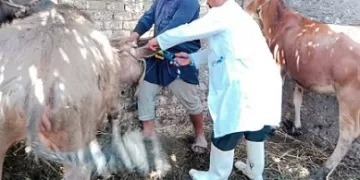 بيطري الشرقية: ضبط 93 طن لحوم غير صالحة وتحصين أكثر من مليون رأس ماشية