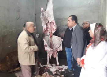 محافظ المنوفية: إحباط محاولة ذبح وبيع لحوم مريضة خارج المجازر الحكومية 2 - جريدة الجمهورية محافظ المنوفية: إحباط محاولة ذبح وبيع لحوم مريضة خارج المجازر الحكومية