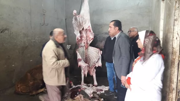 محافظ المنوفية: إحباط محاولة ذبح وبيع لحوم مريضة خارج المجازر الحكومية 1 - جريدة الجمهورية محافظ المنوفية: إحباط محاولة ذبح وبيع لحوم مريضة خارج المجازر الحكومية