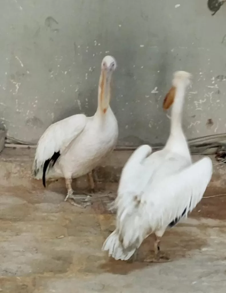 «البيئة» تواصل حملاتها المكثفة بالسويس وجنوب سيناء وتصادر طيور بجع من محال بيع الأسماك 2 - جريدة الجمهورية WhatsApp Image 2025 12 12 at 1.09.17 PM 1 - جريدة الجمهورية