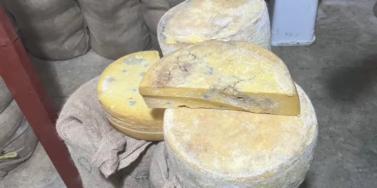 ضبط 20 طناً من الجبن الفاسد قبل بيعه في الأسواق بالإسكندرية