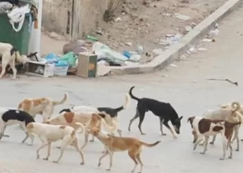 "شلتر" حكومي لتطعيم الكلاب الحرة