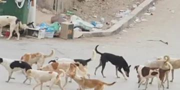"شلتر" حكومي لتطعيم الكلاب الحرة