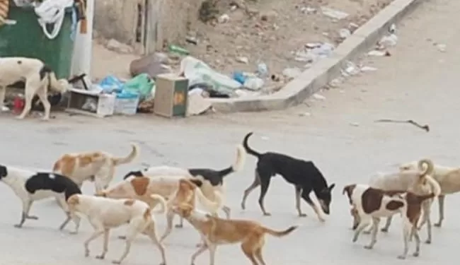 "شلتر" حكومي لتطعيم الكلاب الحرة