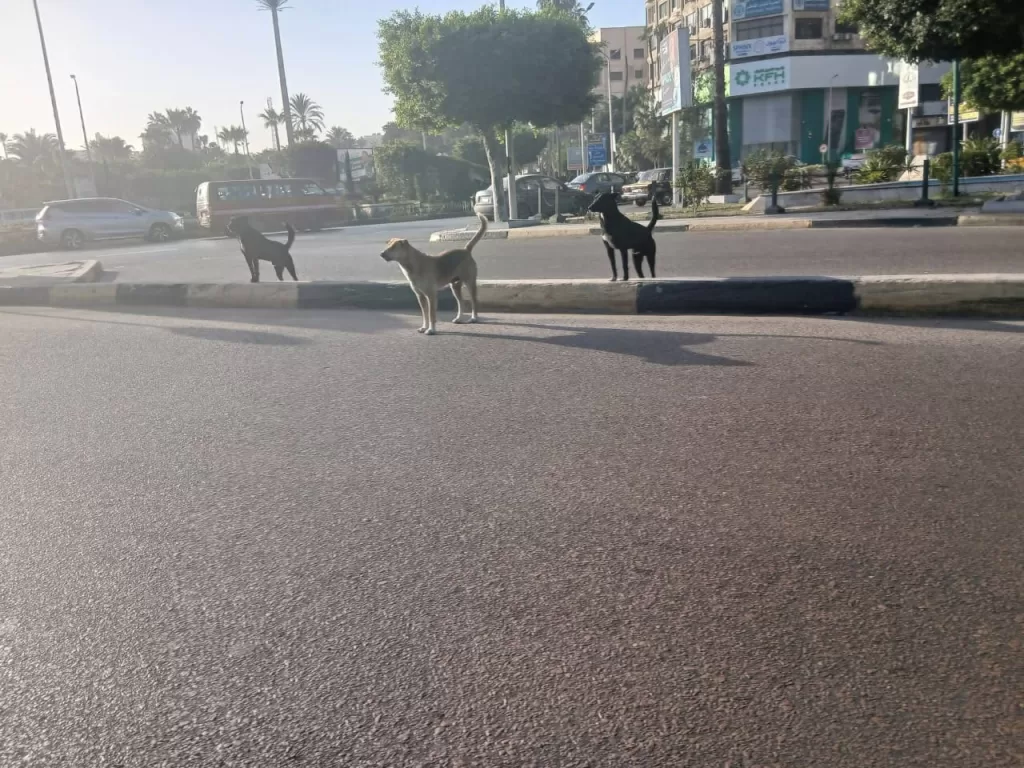 WhatsApp Image 2025 12 25 at 11.44.29 PM - جريدة الجمهورية