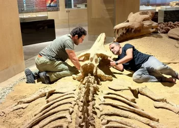 نموذج ثلاثى الأبعاد لحفرية معروضة بوادى الحيتان