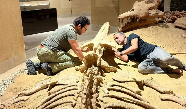 نموذج ثلاثى الأبعاد لحفرية معروضة بوادى الحيتان