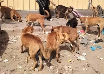 تنفيذ ٢١ حملة أسبوعيًا لتطعيم الكلاب الضاله بالإسكندرية