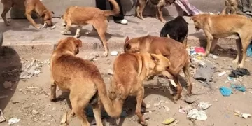تنفيذ ٢١ حملة أسبوعيًا لتطعيم الكلاب الضاله بالإسكندرية