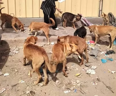 تنفيذ ٢١ حملة أسبوعيًا لتطعيم الكلاب الضاله بالإسكندرية 1 - جريدة الجمهورية تنفيذ ٢١ حملة أسبوعيًا لتطعيم الكلاب الضاله بالإسكندرية